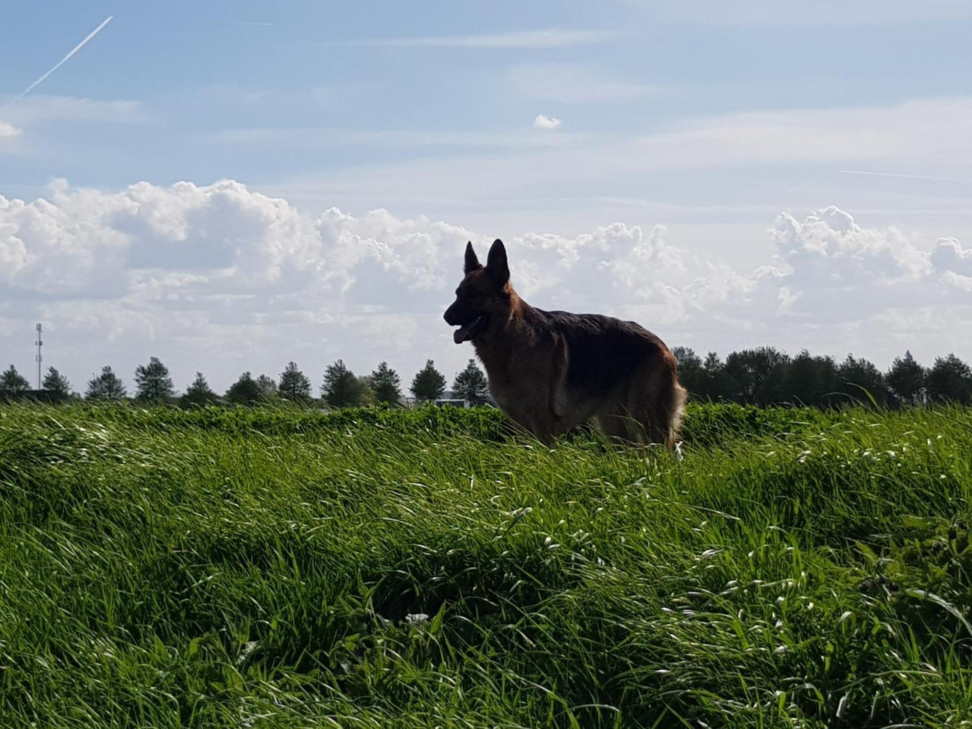 Vakantiehuis In Zeeland Sint Annaland Εξωτερικό φωτογραφία